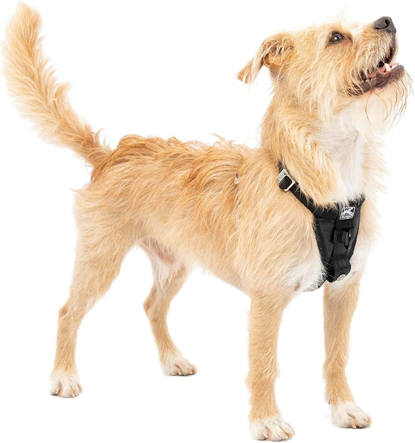 Kurgo Enhanced Strength Tru-Fit Smart Harness, Black, Small | Crash Tested Car Harness for Dogs up to 75Lbs, Seatbelt Tether & Steel Carabiner, All-Steel Buckles, Padded Chest for Comfort